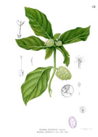 Botanische tekening noni / Bron: Francisco Manuel Blanco (O.S.A.), Wikimedia Commons (Publiek domein)
