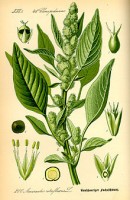 Botanische tekening amarant / Bron: Publiek domein, Wikimedia Commons (PD)