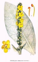 Botanische tekening koningskaars / Bron: Carl Axel Magnus Lindman, Wikimedia Commons (Publiek domein)