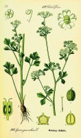 Botanische tekening sellerie / Bron: Publiek domein, Wikimedia Commons (PD)