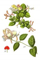 Botanische tekening kamperfoelie / Bron: Johann Georg Sturm (Painter: Jacob Sturm), Wikimedia Commons (Publiek domein)