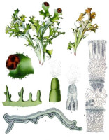 Botanische tekening IJslands mos / Bron: Franz Eugen Köhler, Köhler's Medizinal-Pflanzen, Wikimedia Commons (Publiek domein)