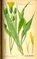 Botanische tekening schorseneerplant / Bron: Publiek domein, Wikimedia Commons (PD)