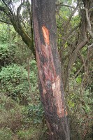 Rood stinkhout met afgescheurde repen schors / Bron: Marco Schmidt, Wikimedia Commons (CC BY-SA-2.5)