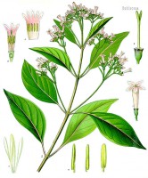 Botanische tekening kinine / Bron: Franz Eugen Köhler, Köhler's Medizinal-Pflanzen, Wikimedia Commons (Publiek domein)