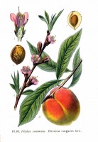 Botanische tekening perzik / Bron: Amédée Masclef, Wikimedia Commons (Publiek domein)