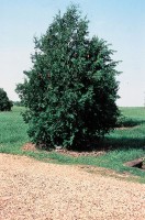 Thuja Occidentalis of westerse levensboom / Bron: USDA-NRCS PLANTS Database, Wikimedia Commons (Publiek domein)