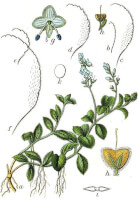 Botanische tekening mannetjesereprijs / Bron: Johann Georg Sturm (Painter: Jacob Sturm), Wikimedia Commons (Publiek domein)