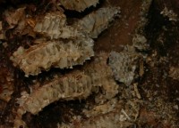 Propolis in een bijennest / Bron: Sten Porse, Wikimedia Commons (CC BY-SA-3.0)