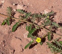 Tribulus / Bron: Stan Shebs, Wikimedia Commons (CC BY-SA-3.0)