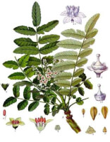 Botanische tekening  / Bron: Franz Eugen Köhler, Köhler's Medizinal-Pflanzen, Wikimedia Commons (Publiek domein)