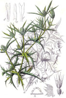 Botanische tekening echte kruisdistel / Bron: Johann Georg Sturm (Painter: Jacob Sturm), Wikimedia Commons (Publiek domein)