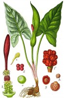 Botanische tekening gevlekte aronskelk / Bron: Johann Georg Sturm (Painter: Jacob Sturm), Wikimedia Commons (Publiek domein)