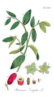 Botanische tekening jujube / Bron: Adolphus Ypey, Wikimedia Commons (Publiek domein)