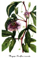 tekening passiflora incarnata / Bron: Mary Vaux Walcott, Wikimedia Commons (Publiek domein)