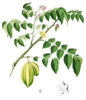 Botanische tekening carambola / Bron: Francisco Manuel Blanco (O.S.A.), Wikimedia Commons (Publiek domein)