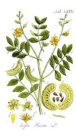 Botanische tekening Alexandrijnse senna / Bron: Adolphus Ypey, Wikimedia Commons (Publiek domein)