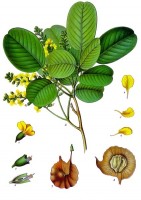 Botanische tekening sandelhout (Pterocarpus santalinus) / Bron: Franz Eugen Khler, Khler's Medizinal-Pflanzen, Wikimedia Commons (Publiek domein)