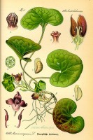 Botanische tekening mansoor / Bron: Publiek domein, Wikimedia Commons (PD)