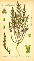 Botanische tekening zeekraal / Bron: Publiek domein, Wikimedia Commons (PD)