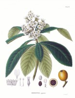 Botanische tekening loquat / Bron: Philipp Franz von Siebold and Joseph Gerhard Zuccarini, Wikimedia Commons (Publiek domein)