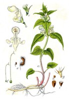 Botanische tekening witte dovenetel / Bron: Johann Georg Sturm (Painter: Jacob Sturm), Wikimedia Commons (Publiek domein)