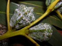 Onvolgroeide vrucht Eucalyptus / Bron: Forest & Kim Starr, Wikimedia Commons (CC BY-3.0)