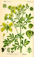 Botanische tekening wijnruit / Bron: Publiek domein, Wikimedia Commons (PD)