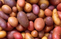 Aardappelsoorten / Bron: Scott Bauer, USDA ARS, Wikimedia Commons (Publiek domein)