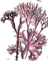 Botanische tekening carrageen / Bron: Publiek domein, Wikimedia Commons (PD)