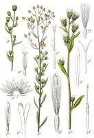 Botanische tekening Canadese fijnstraal / Bron: Johann Georg Sturm (Painter: Jacob Sturm), Wikimedia Commons (Publiek domein)