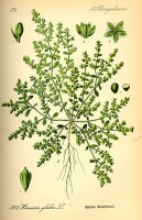 Botanische tekening kaal breukkruid / Bron: Publiek domein, Wikimedia Commons (PD)
