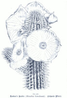 Botanische tekening Hoodia gordonii / Bron: Publiek domein, Wikimedia Commons (PD)