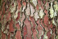 Schors Pinus pinaster / Bron: Jean-Pol GRANDMONT, Wikimedia Commons (CC BY-3.0)