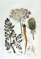 Botanische tekening wilde peen / Bron: Jan Kops, Wikimedia Commons (Publiek domein)