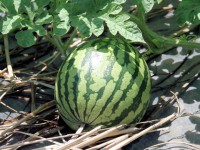 Watermeloen / Bron: Shu Suehiro, Wikimedia Commons (CC BY-3.0)