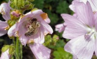 Bij onder de pollen / Bron: Kay Atherton, Wikimedia Commons (CC BY-SA-2.0)