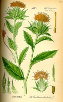 Botanische tekening saffloer / Bron: Publiek domein, Wikimedia Commons (PD)
