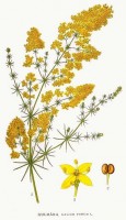 Botanische tekening geel walstro / Bron: Carl Axel Magnus Lindman, Wikimedia Commons (Publiek domein)