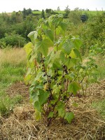 Zwarte bessenstruik met een paar zwarte bessen / Bron: Publiek domein, Wikimedia Commons (PD)