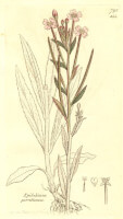 Botanische tekening viltige basterdwederik / Bron: James Edward Smith, Wikimedia Commons (Publiek domein)