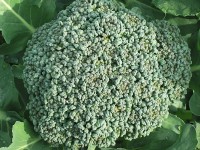 Broccoli bevat fosfor. / Bron: Rasbak, Wikimedia Commons (CC BY-SA-3.0)