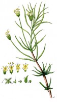 Botanische tekening vlozaad / Bron: Adolphus Ypey, Wikimedia Commons (Publiek domein)