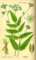 Botanische tekening suikerwortel / Bron: Publiek domein, Wikimedia Commons (PD)