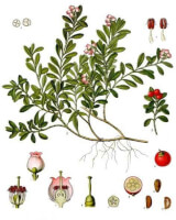 Botanische tekening beredruif / Bron: Franz Eugen Köhler, Köhler's Medizinal-Pflanzen, Wikimedia Commons (Publiek domein)