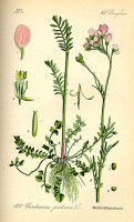 Botanische tekening melganzenvoet / Bron: Publiek domein, Wikimedia Commons (PD)