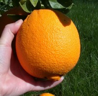 Sinaasappel is goed voor het hart / Bron: Dvortygirl, Wikimedia Commons (CC BY-SA-3.0)