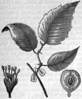 Botanische tekening rode iep / Bron: The American Cyclopaedia, Wikimedia Commons (Publiek domein)