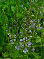 Veronica officinalis of mannetjesereprijs / Bron: H. Zell, Wikimedia Commons (CC BY-SA-3.0)