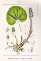 Botanische tekening Groot Hoefblad uit 1796 / Bron: Johann Georg Sturm (Painter: Jacob Sturm), Wikimedia Commons (Publiek domein)